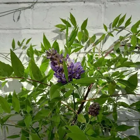 Nyaraló Edie's Hideaway